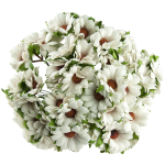 Mulberry paberist krüsanteem 35mm valge MKX-467, 1 tk